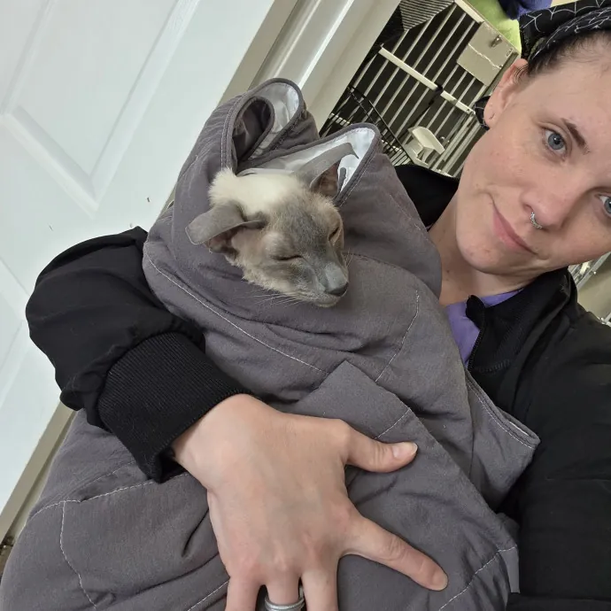 Certified Feline Veterinary Professional