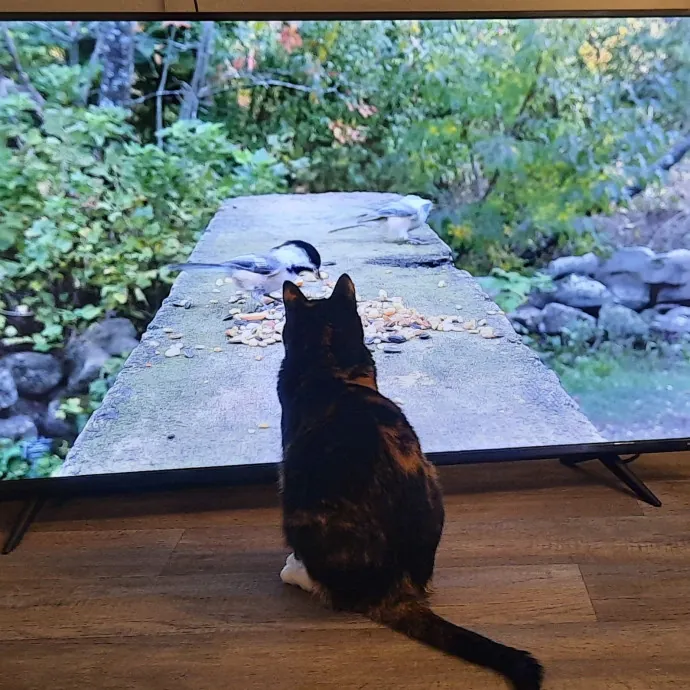 Cat Shindigs Pet Sitting