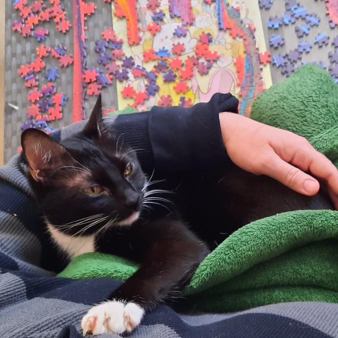 Cat Shindigs Pet Sitting