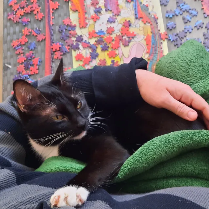 Cat Shindigs Pet Sitting