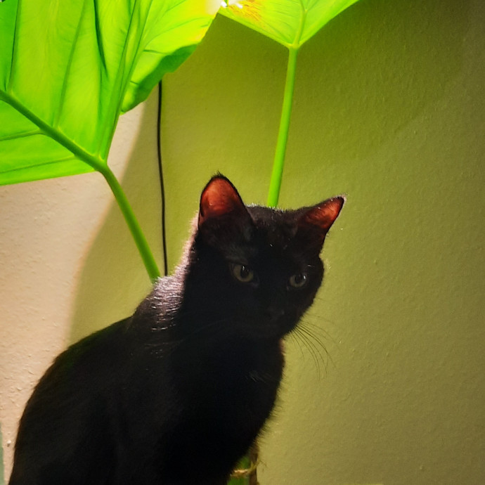 Cat Shindigs Pet Sitting