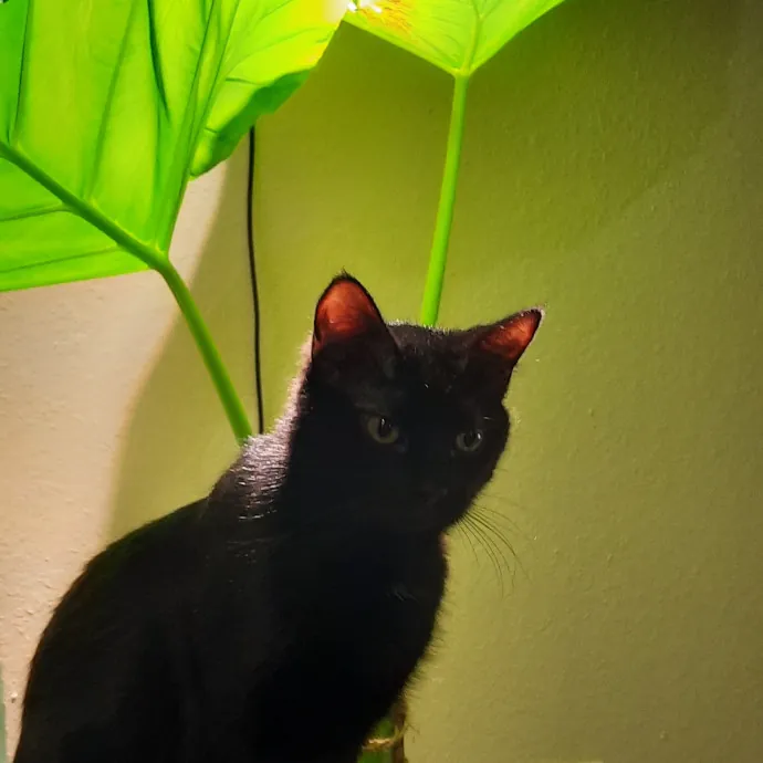 Cat Shindigs Pet Sitting