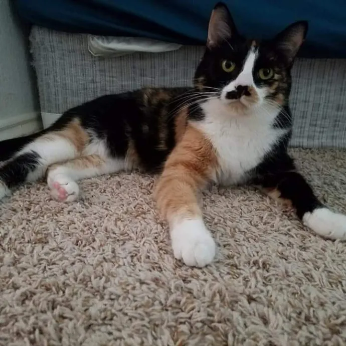 Cat Shindigs Pet Sitting