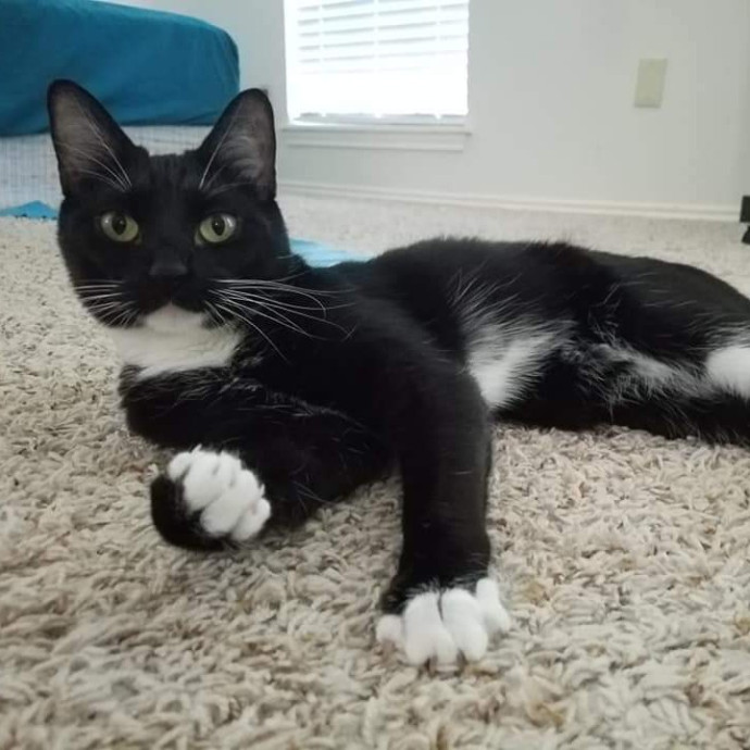 Cat Shindigs Pet Sitting