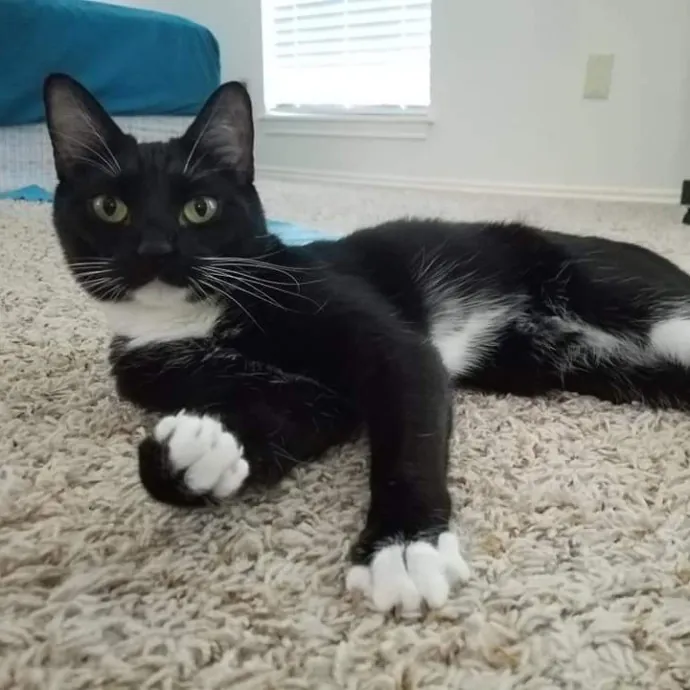 Cat Shindigs Pet Sitting