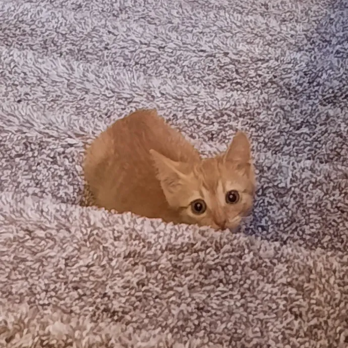 Cat Shindigs Pet Sitting