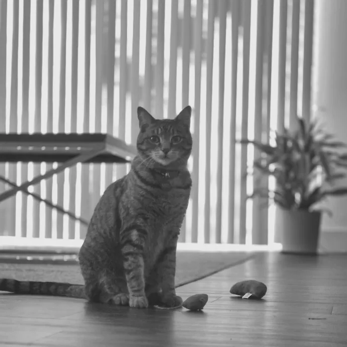 Cat Shindigs Pet Sitting