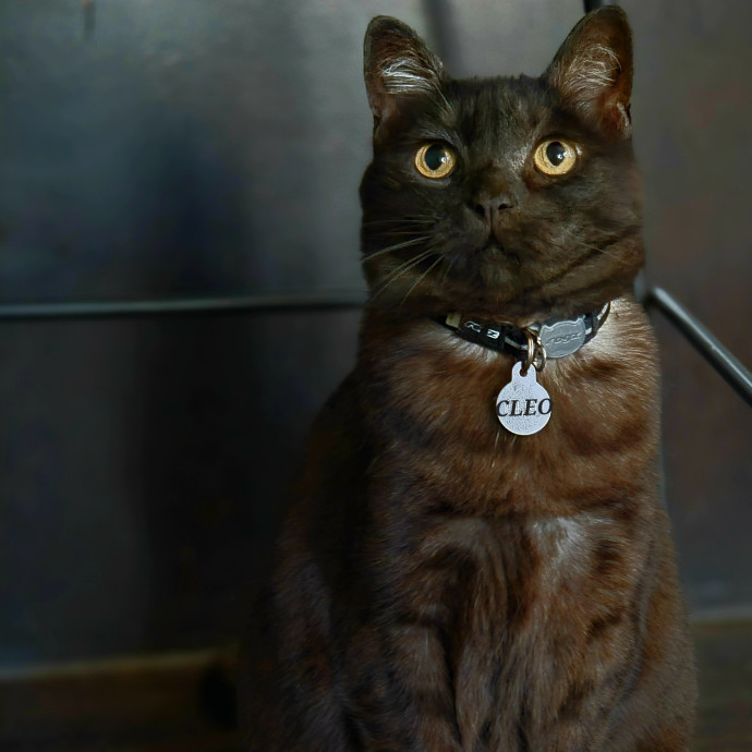 Cat Shindigs Pet Sitting