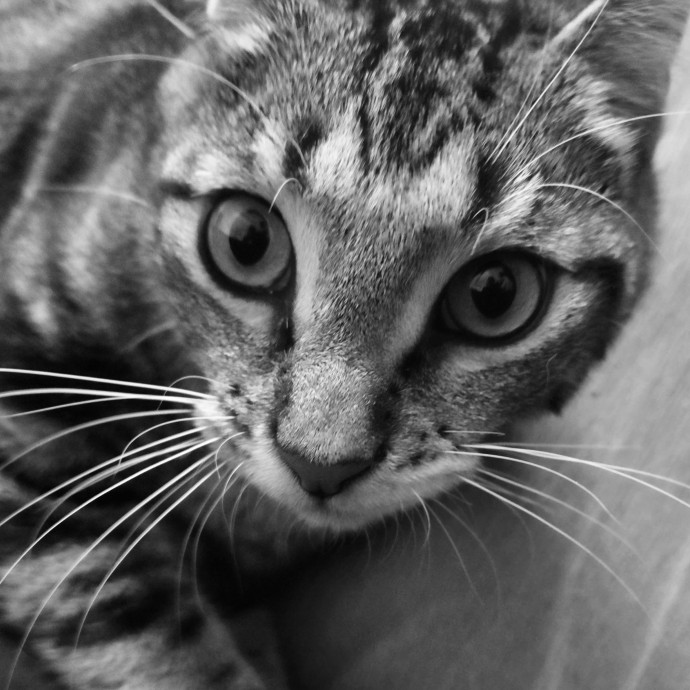 Cat Shindigs Pet Sitting