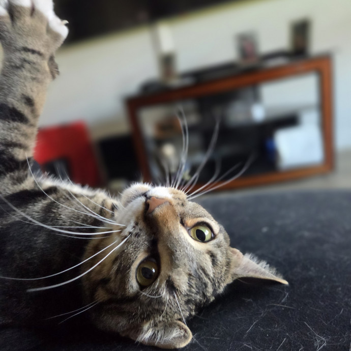 Cat Shindigs Pet Sitting