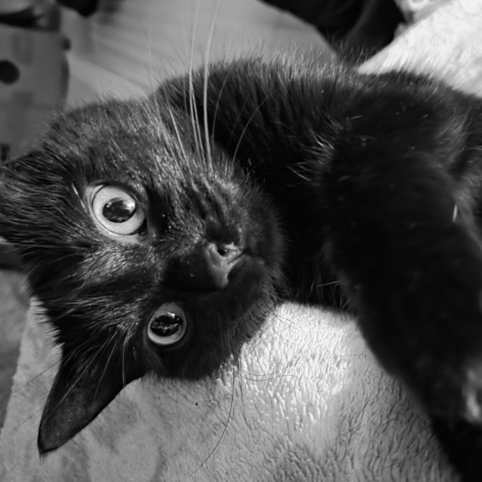 Cat Shindigs Pet Sitting photo 3