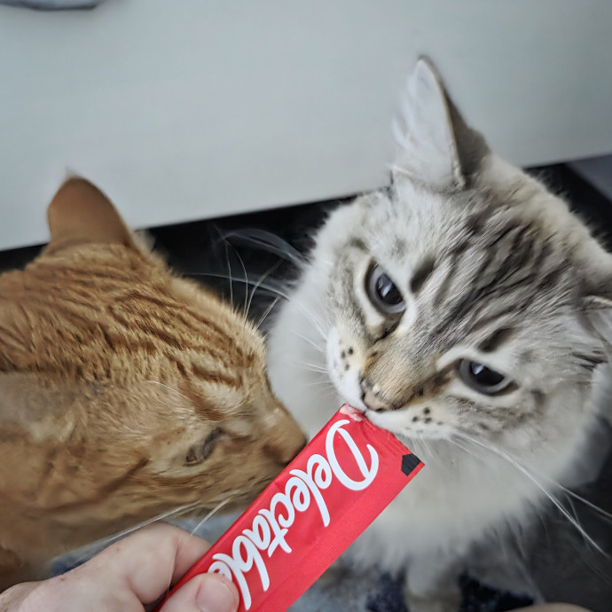 Cat Shindigs Pet Sitting photo 2