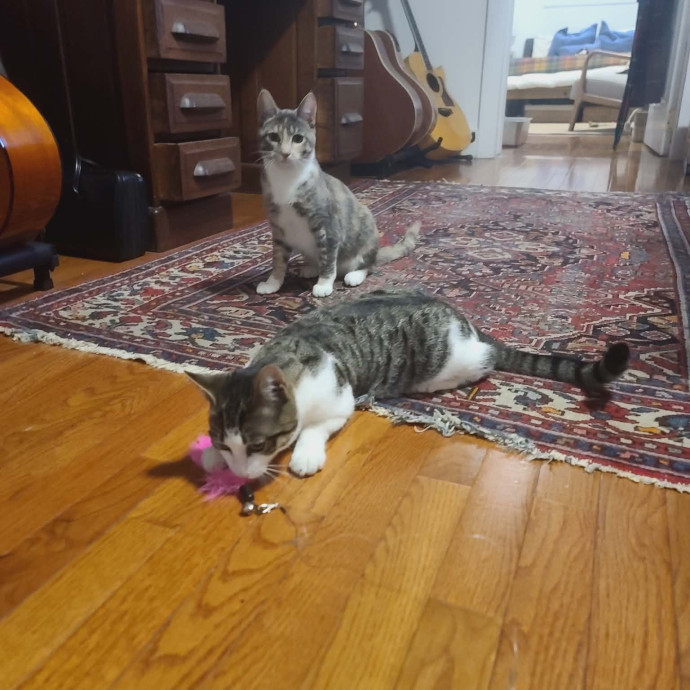 Your Friendly Neighborhood Catsitter 