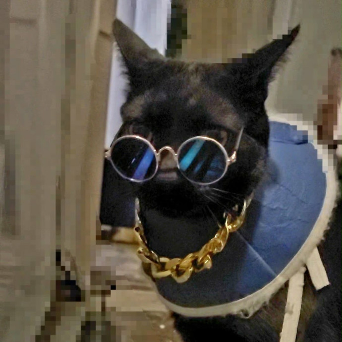 Your Friendly Neighborhood Catsitter 