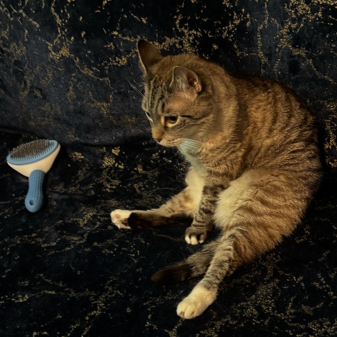 Your Friendly Neighborhood Catsitter 