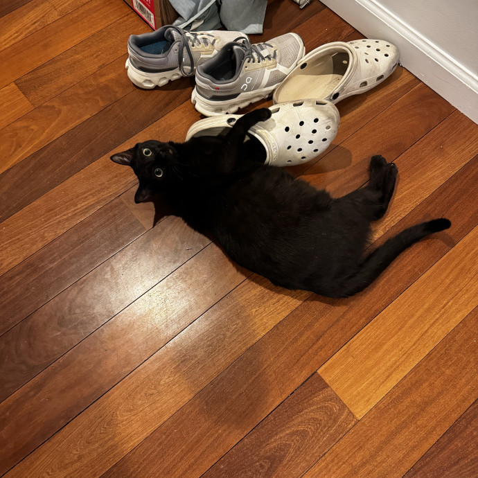 Your Friendly Neighborhood Catsitter  photo 2