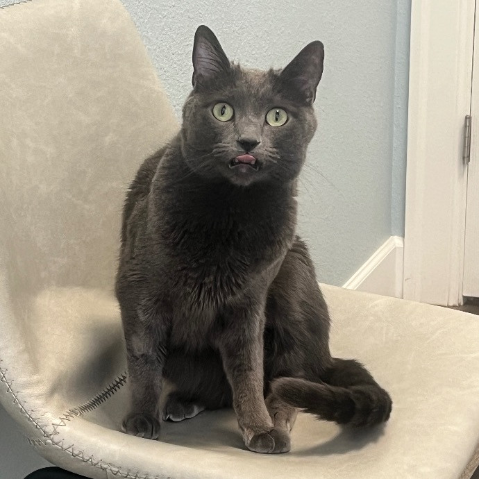 Hannah's Kitty Kare