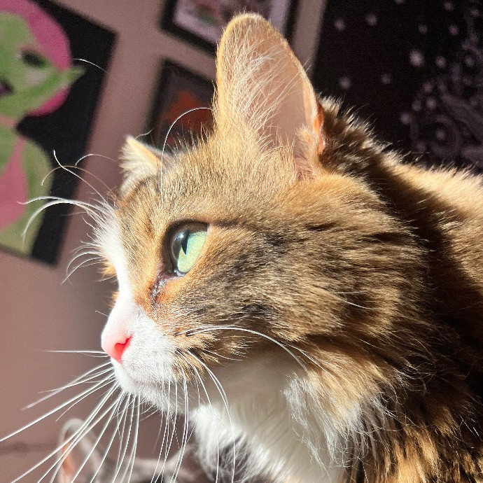 Hannah's Kitty Kare