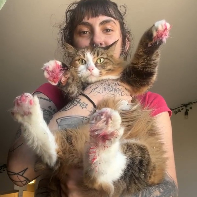 Hannah's Kitty Kare