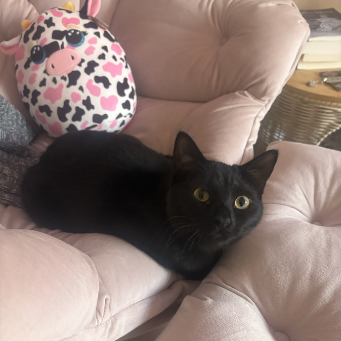 Hannah's Kitty Kare photo 3