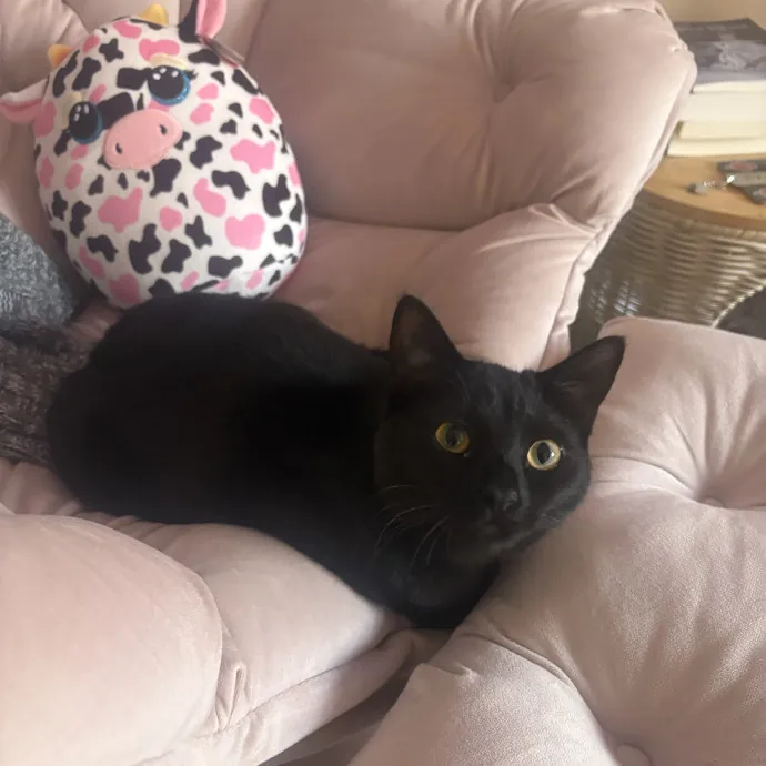 Hannah's Kitty Kare photo 3