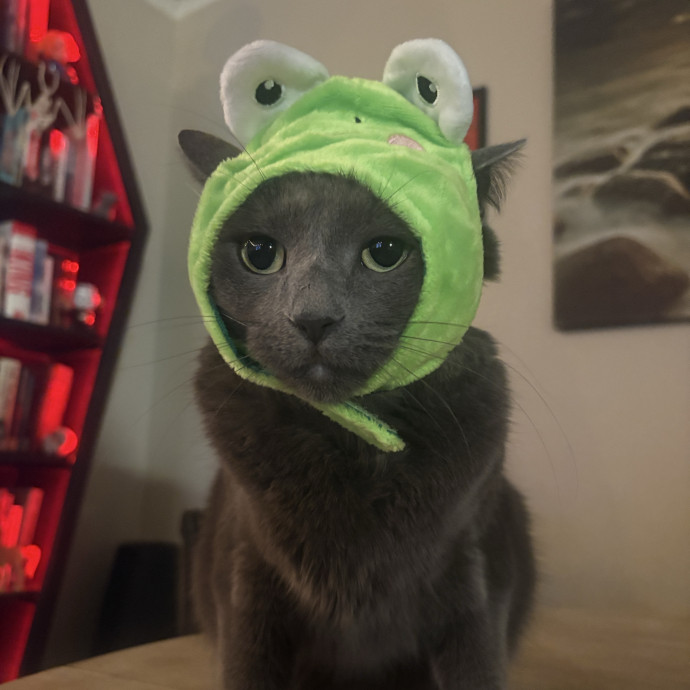 Hannah's Kitty Kare photo 2