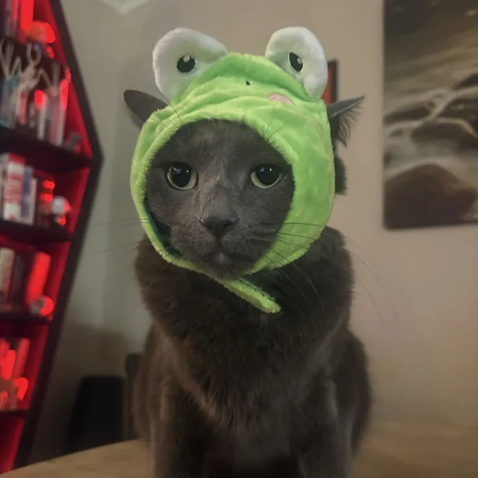 Hannah's Kitty Kare photo 2