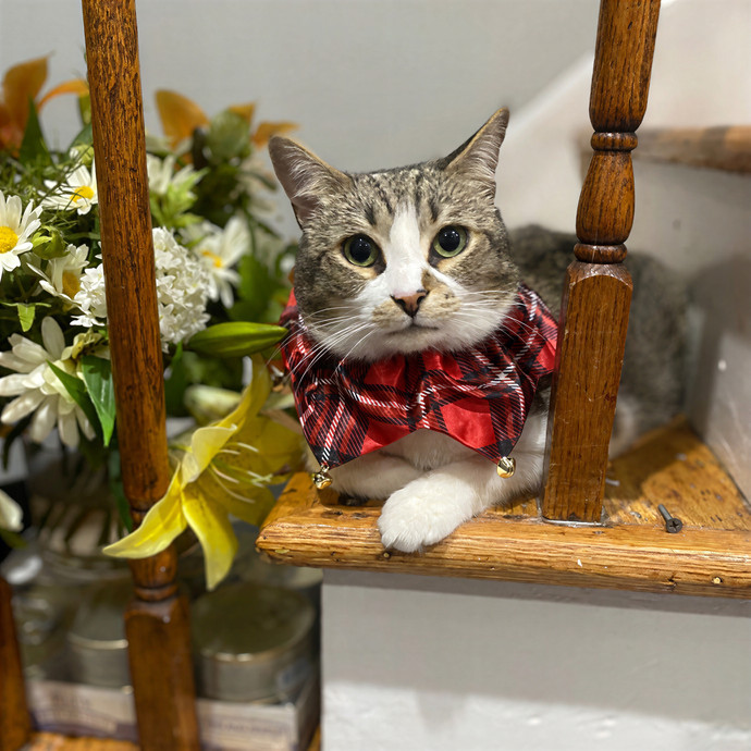 Paws And Live In The Meow With Steph's Cat Care