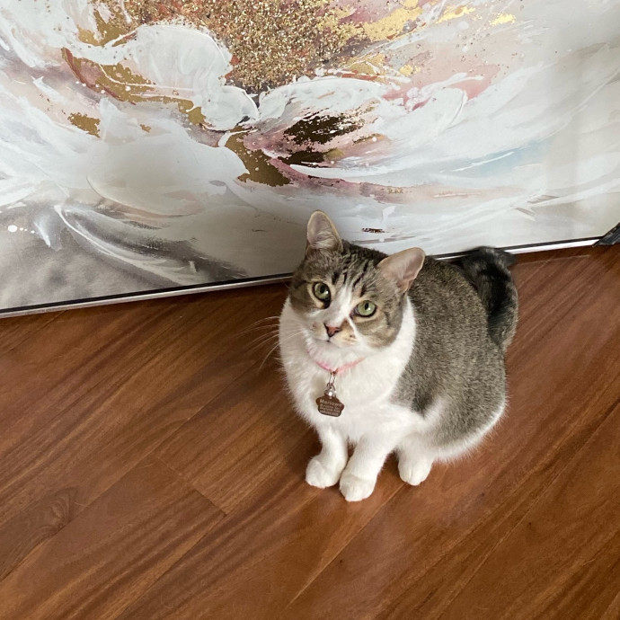 Paws And Live In The Meow With Steph's Cat Care