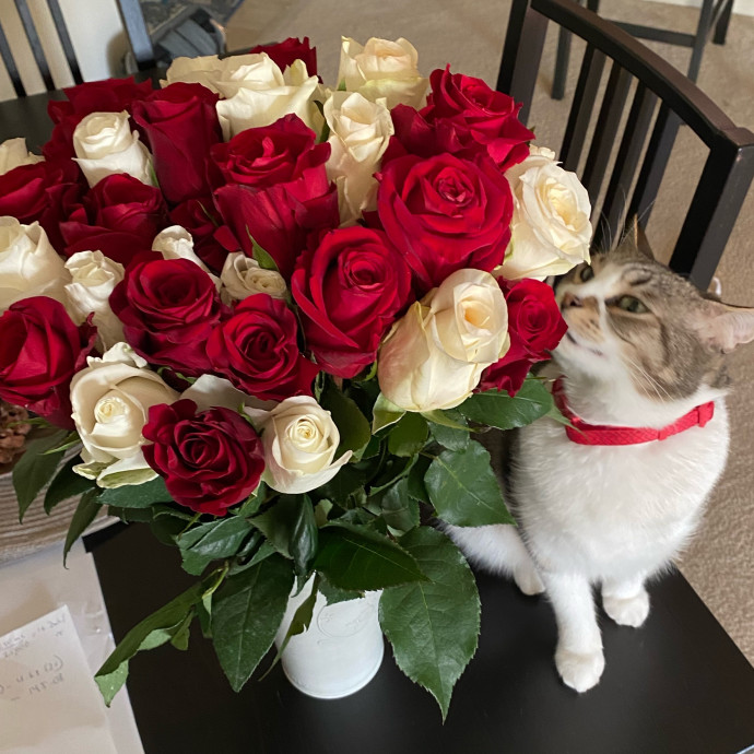 Paws And Live In The Meow With Steph's Cat Care