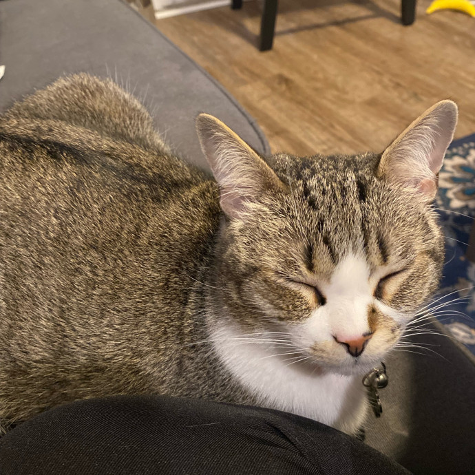Paws And Live In The Meow With Steph's Cat Care photo 3
