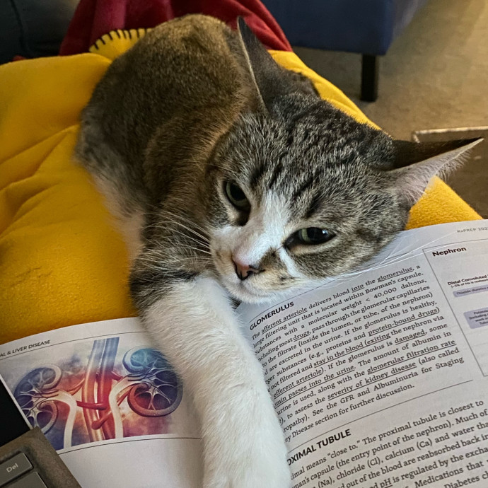 Paws And Live In The Meow With Steph's Cat Care photo 2