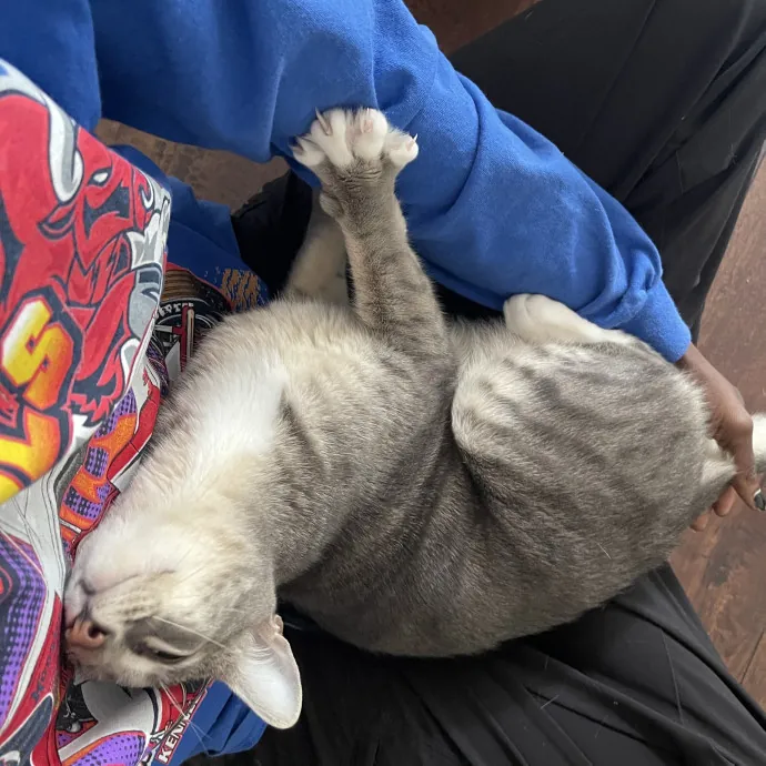 From Hyper Kittens To Sweet Seniors