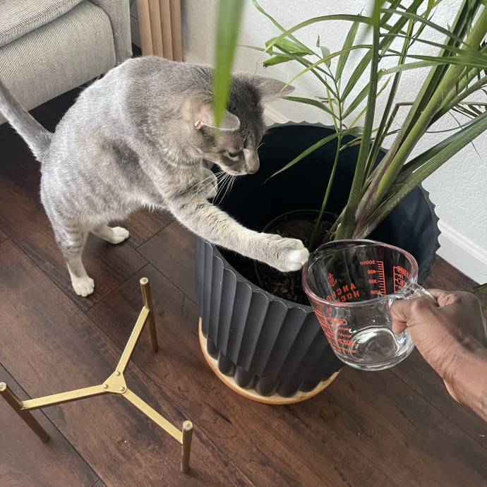 From Hyper Kittens To Sweet Seniors