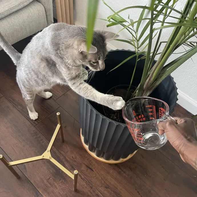 From Hyper Kittens To Sweet Seniors