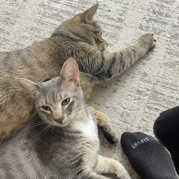 From Hyper Kittens To Sweet Seniors