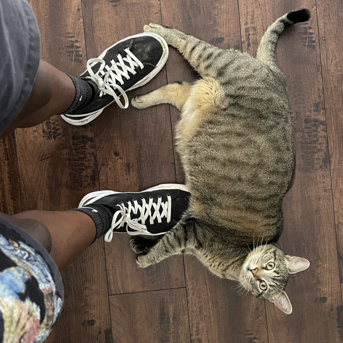 From Hyper Kittens To Sweet Seniors