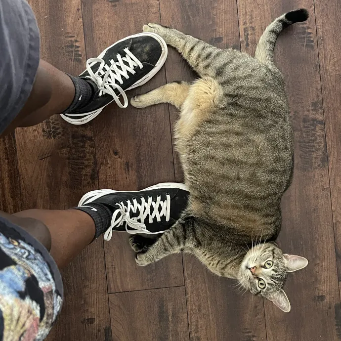 From Hyper Kittens To Sweet Seniors