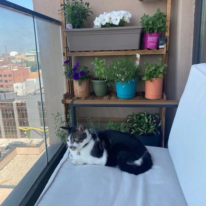 Yaeji's Meowington