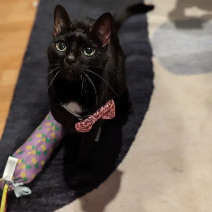Yaeji's Meowington