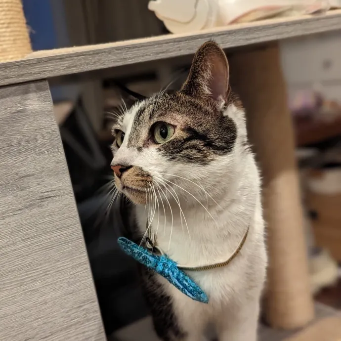 Yaeji's Meowington photo 4