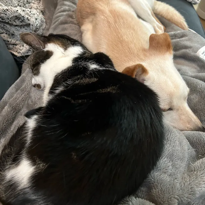 Yaeji's Meowington photo 3