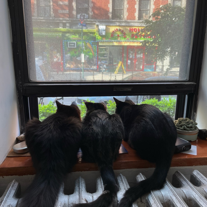 Kathryn The Kitty Sitter