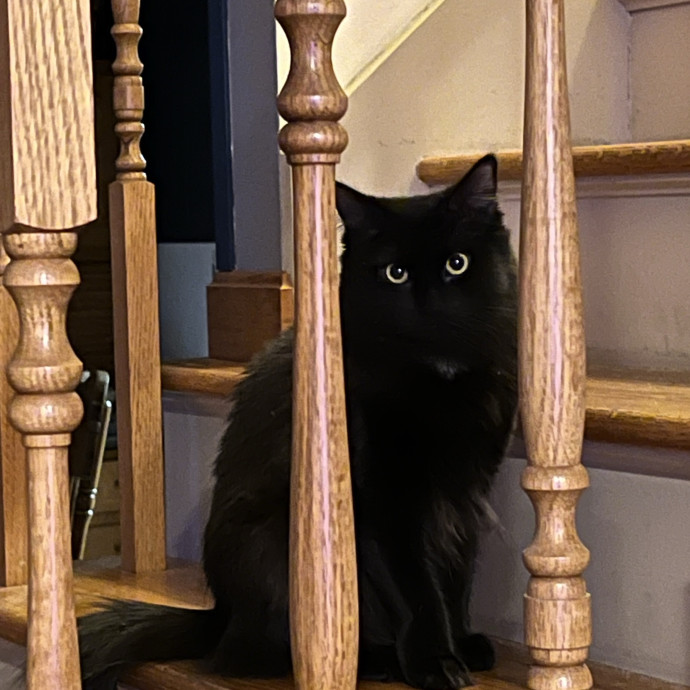 Kathryn The Kitty Sitter photo 2
