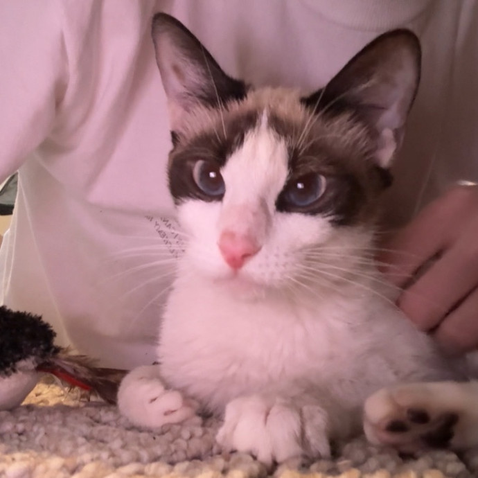 Purrfect Care While You're Away