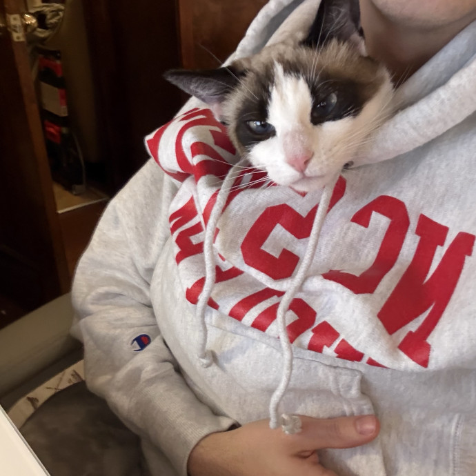 Purrfect Care While You're Away photo 2