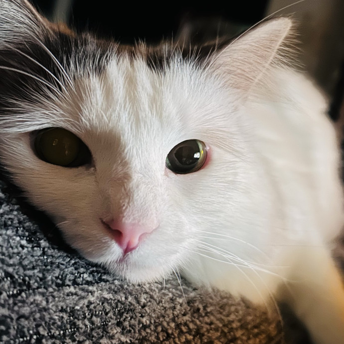 Loving Kitty Sitter In Eugene