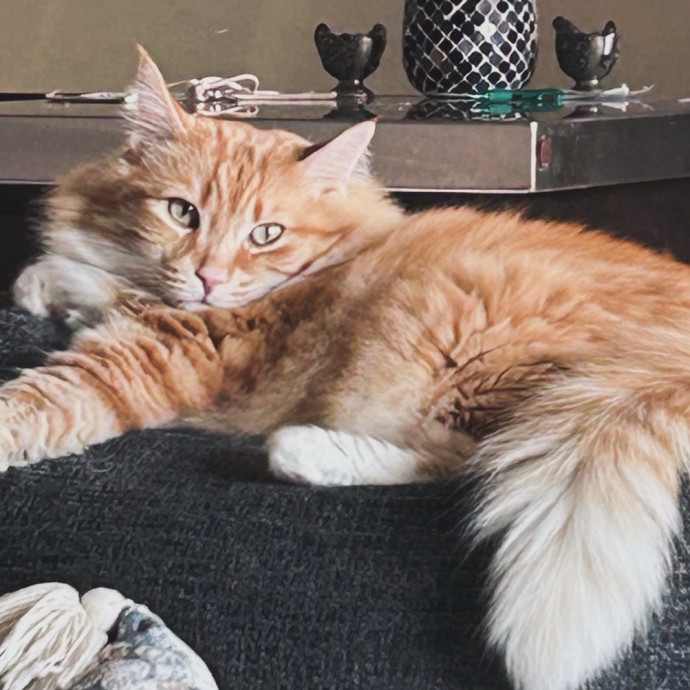 Loving Kitty Sitter In Eugene