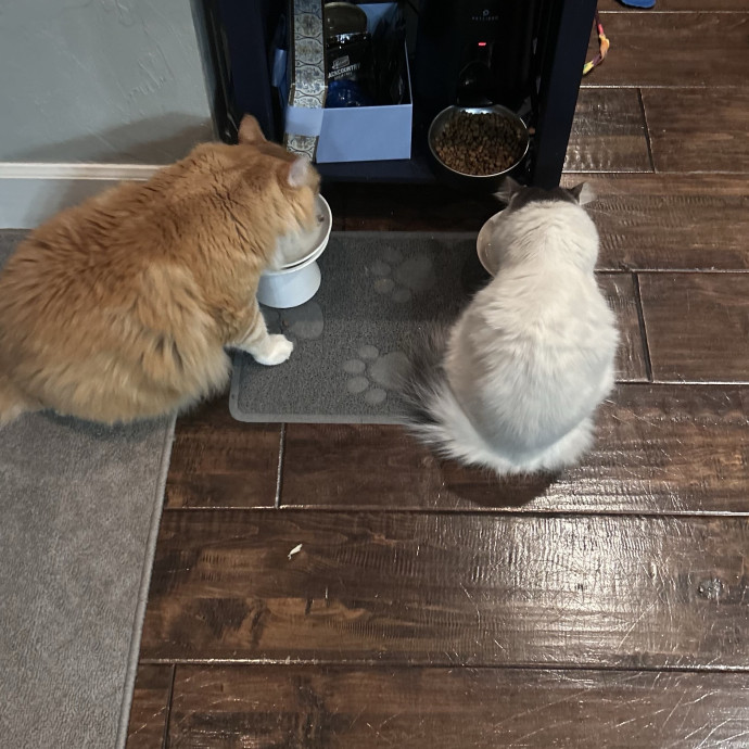 Loving Kitty Sitter In Eugene photo 3