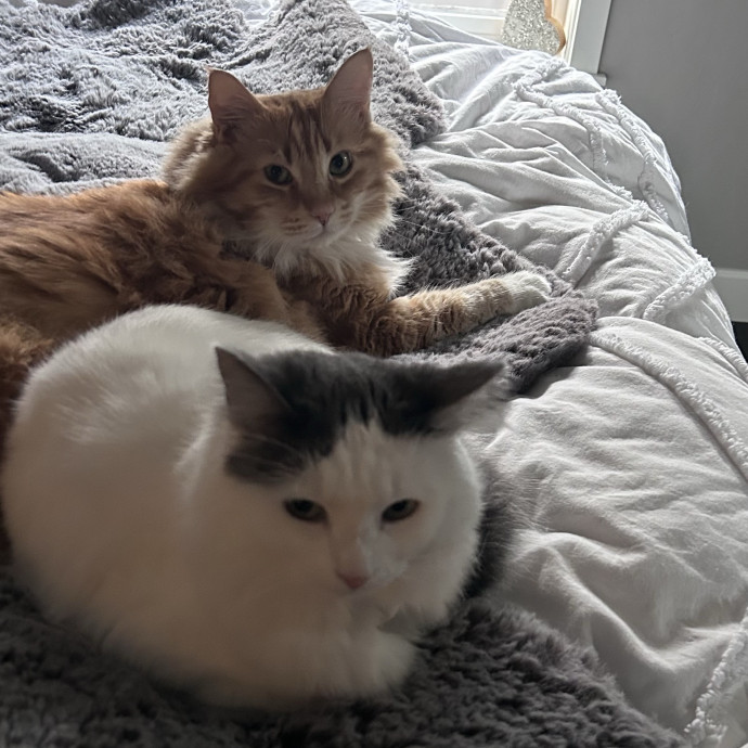Loving Kitty Sitter In Eugene photo 2